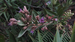 Lepidaploa karstenii