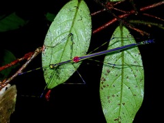 Orthonecroscia keatsooni