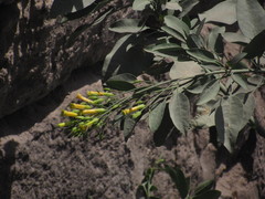 Nicotiana glauca