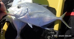 Platycaranx chrysophrys