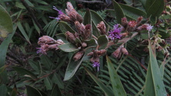 Lepidaploa karstenii