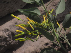 Nicotiana glauca