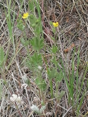 Potentilla approximata