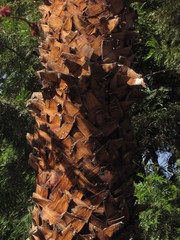 Washingtonia