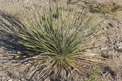 Yucca constricta