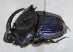 Phanaeus eximius