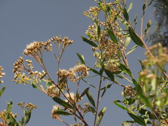 Asteraceae