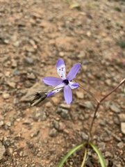 Conanthera