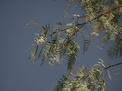 Schinus molle