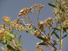 Asteraceae
