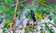 Colibri coruscans