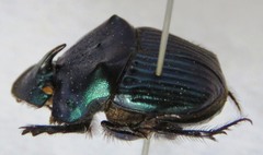 Phanaeus eximius