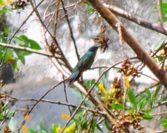 Colibri coruscans