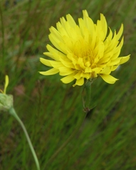 Microseris laciniata