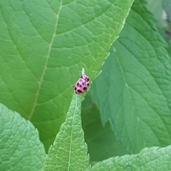Coleomegilla maculata lengi