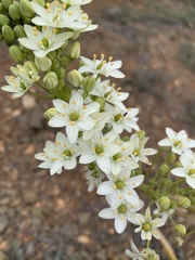 Oziroe biflora