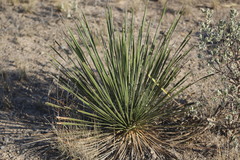 Yucca constricta