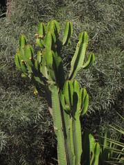 Euphorbia
