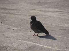 Columba livia