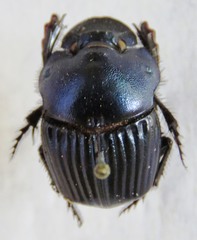 Phanaeus eximius