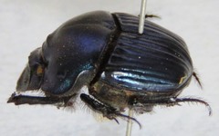 Phanaeus eximius