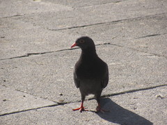 Columba livia
