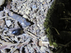 Pycnoscelus surinamensis