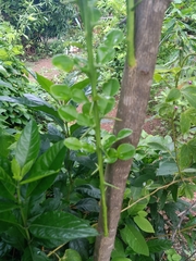 Citrus hystrix