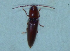 Dicrepidius palmatus