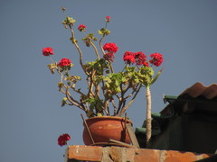 Pelargonium × hybridum