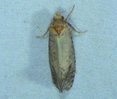 Acrolophus texanella