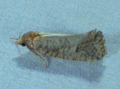 Acrolophus texanella