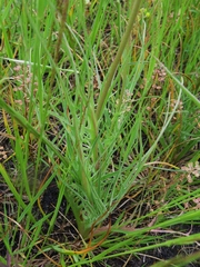 Microseris laciniata