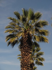 Washingtonia