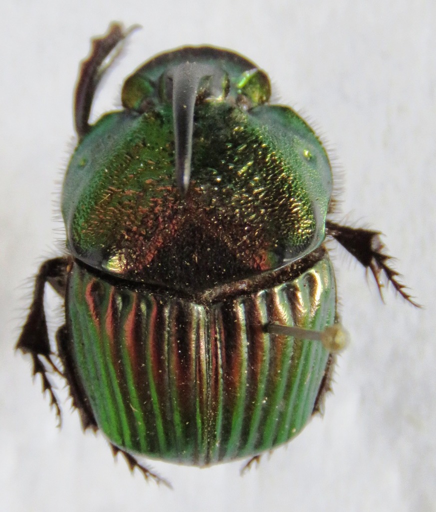 Phanaeus wagneri