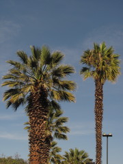 Washingtonia