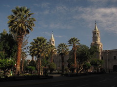 Washingtonia