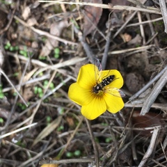 Allograpta hortensis