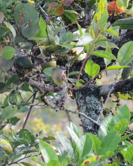 Phyllomyias griseiceps