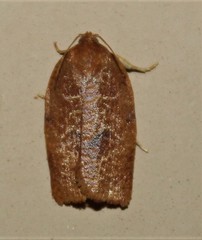 Choristoneura obsoletana