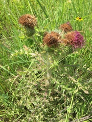 Cirsium pumilum