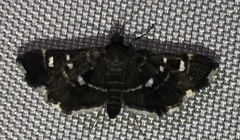 Diathrausta reconditalis