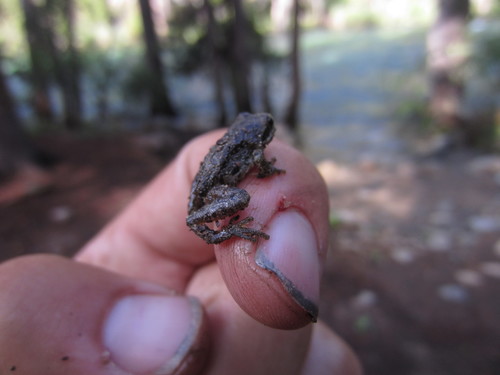 iNaturalist observation photo of Pacific chorus frog