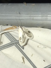 Cliniodes ostreonalis