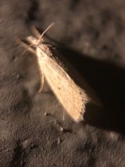 Diatraea