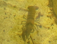 Faxonius punctimanus