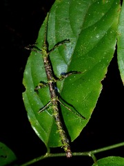 Phenacephorus sepilokensis