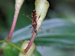 Primierus tuberculatus