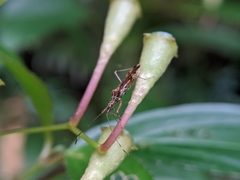 Primierus tuberculatus