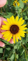 Helianthus